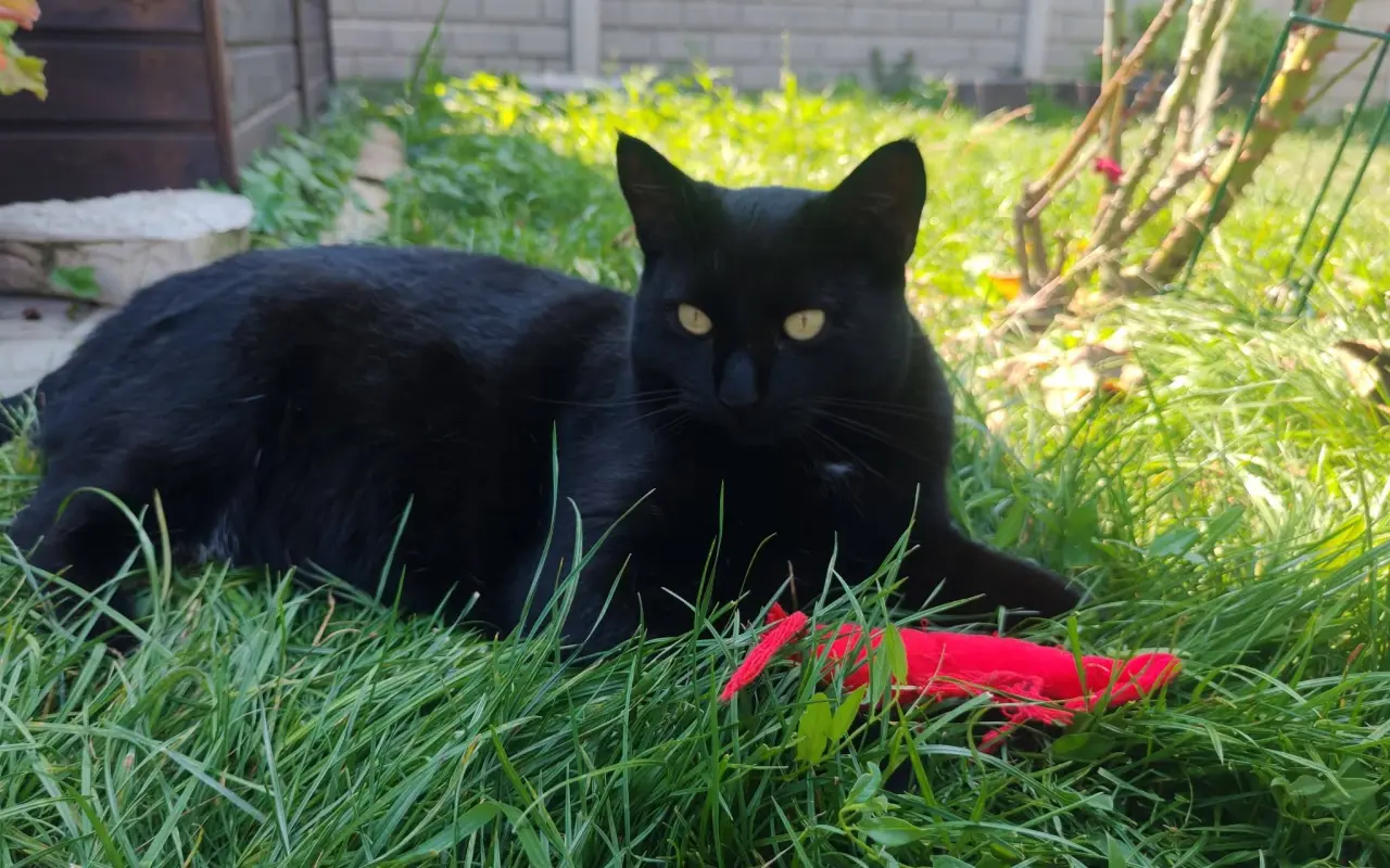 Pomohli ste Mačičkám u Larky zvládnuť náročné obdobie