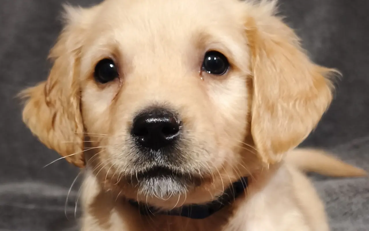 Pomohli ste Srdiečku získať šancu na život