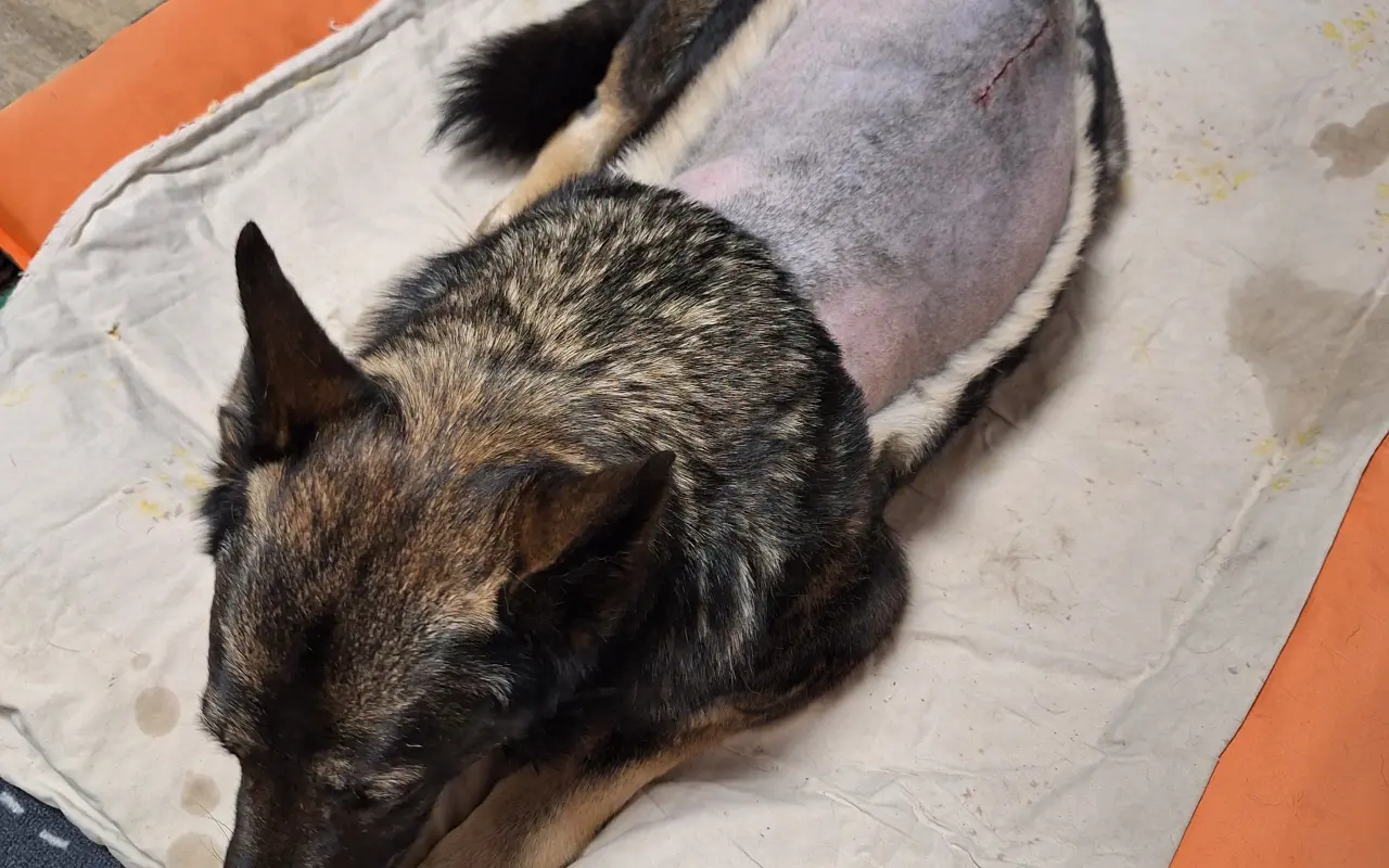 Darujme Šeďovi šancu na návrat k normálnemu životu