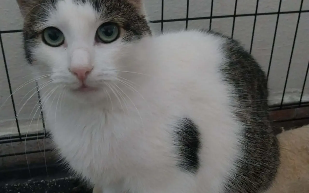 Pomôžme kocúrikovi Chlapcovi konečne voľne dýchať