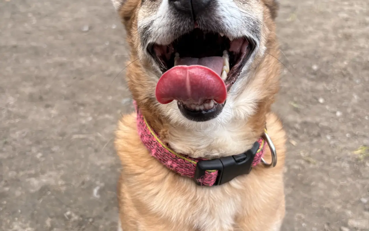 Pomôžte nám dať psom druhú šancu – prerábame Happy Paw’s