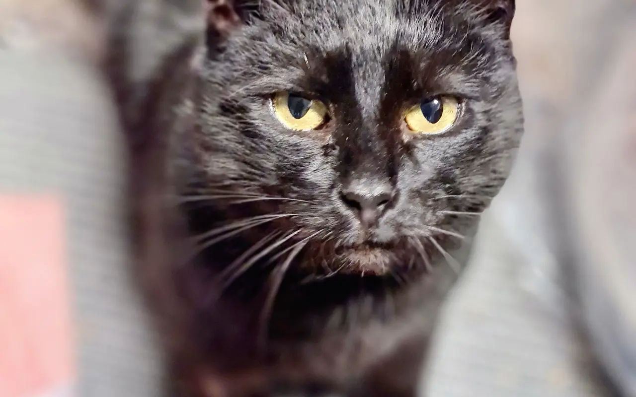 Pomôžme mačičke Černici zbaviť sa bolesti