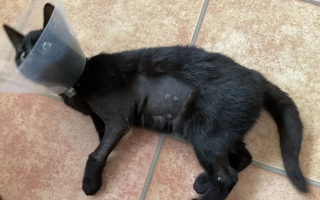 Pomôžme naším postreleným kocúrikom Tučkovi a Despimu