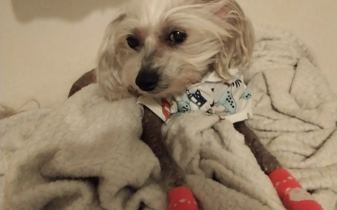 Pomôžme Rúfuskovi zabezpečiť potrebnú operáciu