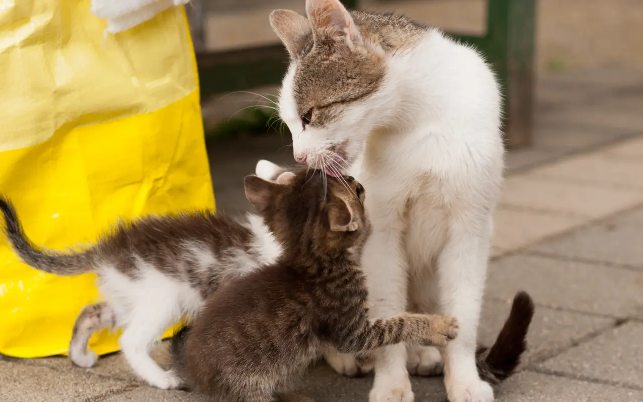 Pomôžte nám vyplatiť dlh za veterinárnu starostlivosť pre našich zverencov