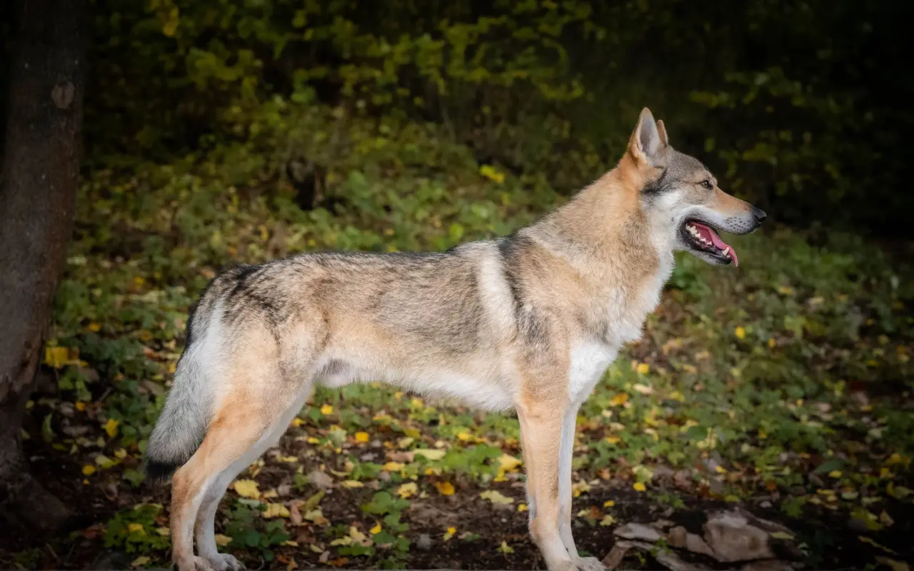 Podporte Bodrika na jeho ceste