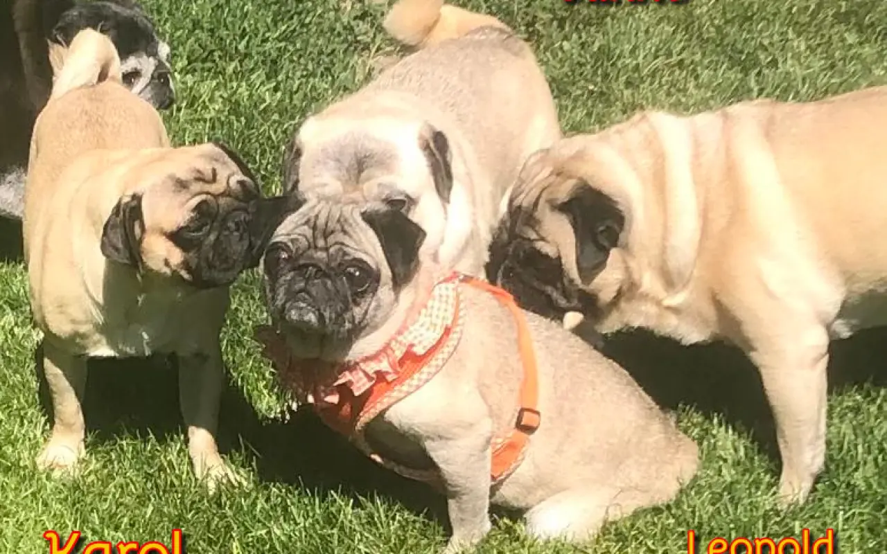 Pomôžte dať chorým mopsíkom šancu na život – MOPS v núdzi, o.z.