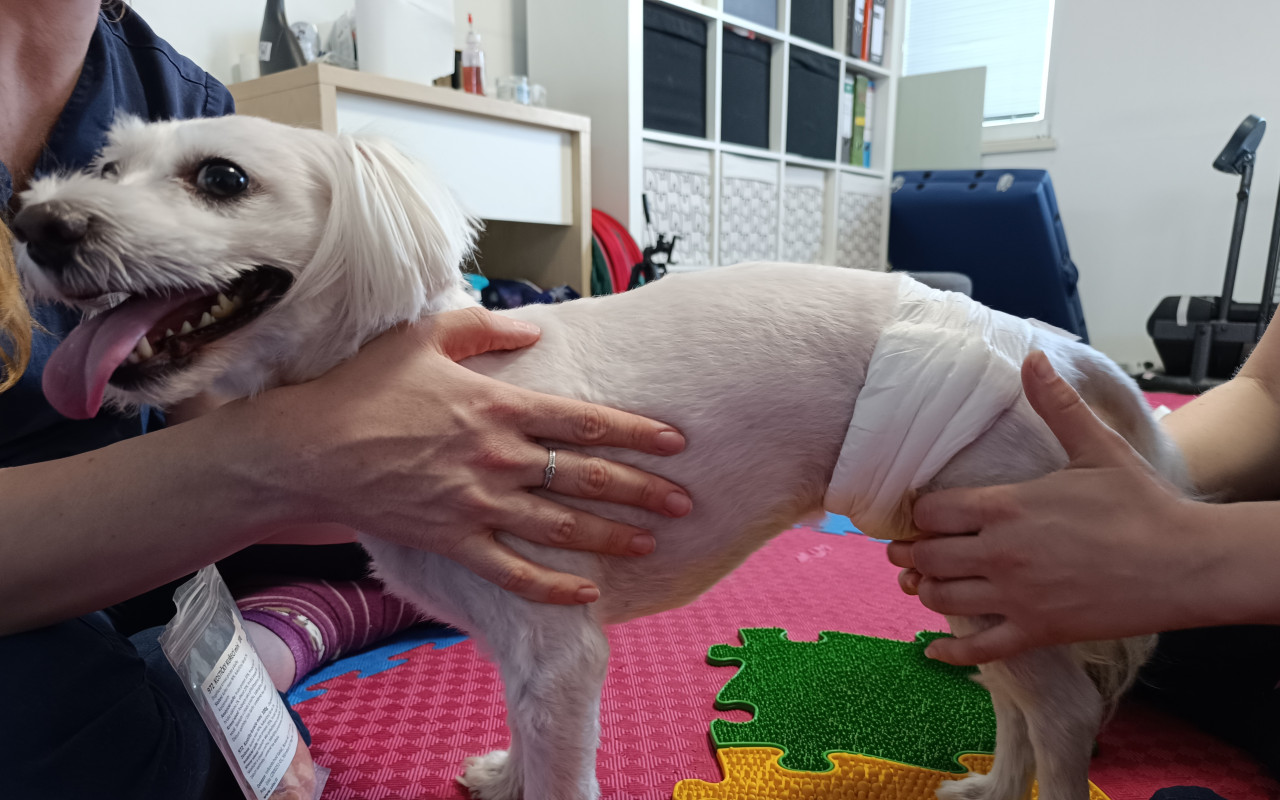 Pomôžme ochrnutému maltezáčikovi Montymu
