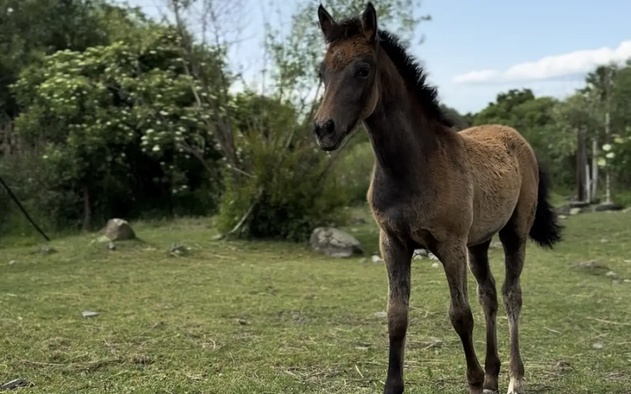 Pomôžte zaplatiť účet na veterine 🐴