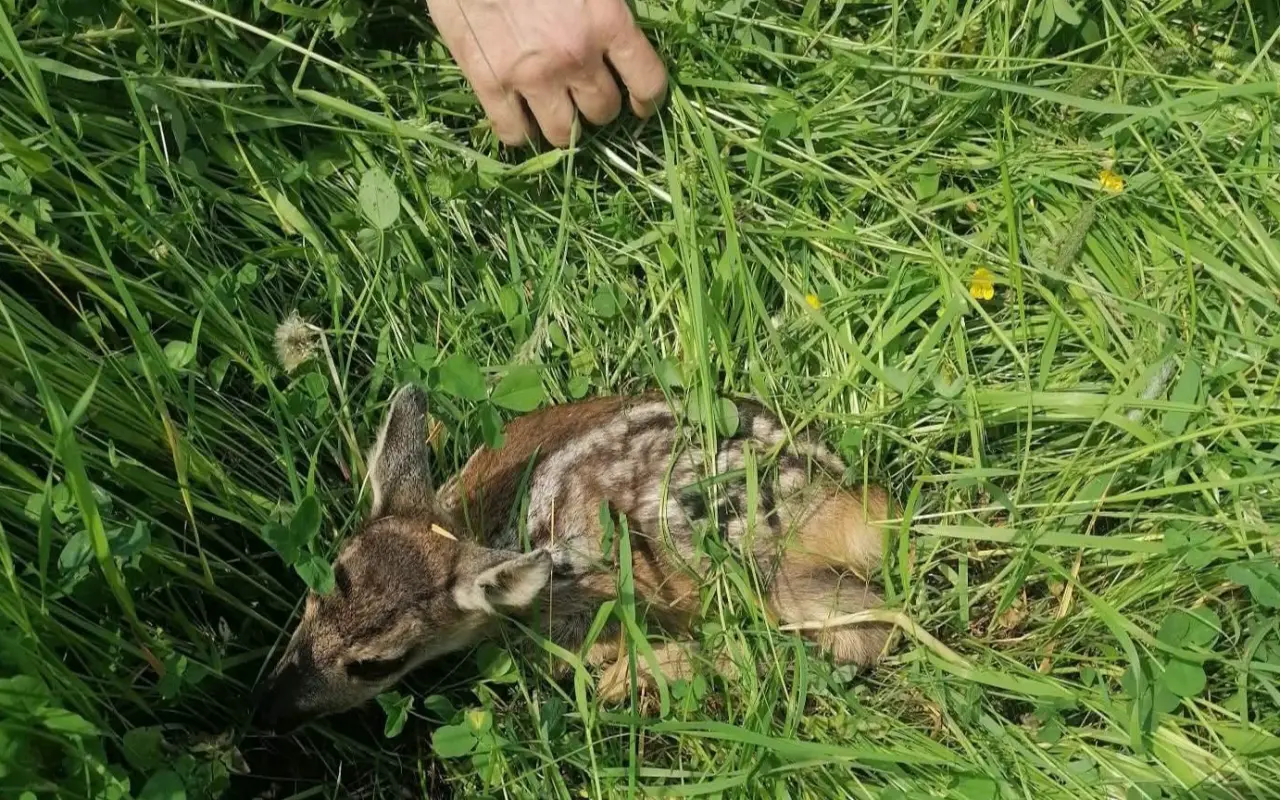 Podarilo sa zachrániť srnčiatka na Liptove pred pokosením