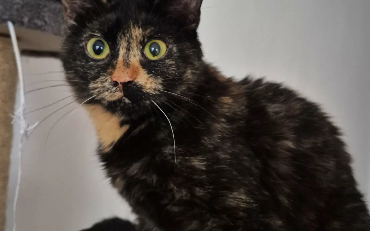 Pomôžte Vande dobehnúť do cieľa