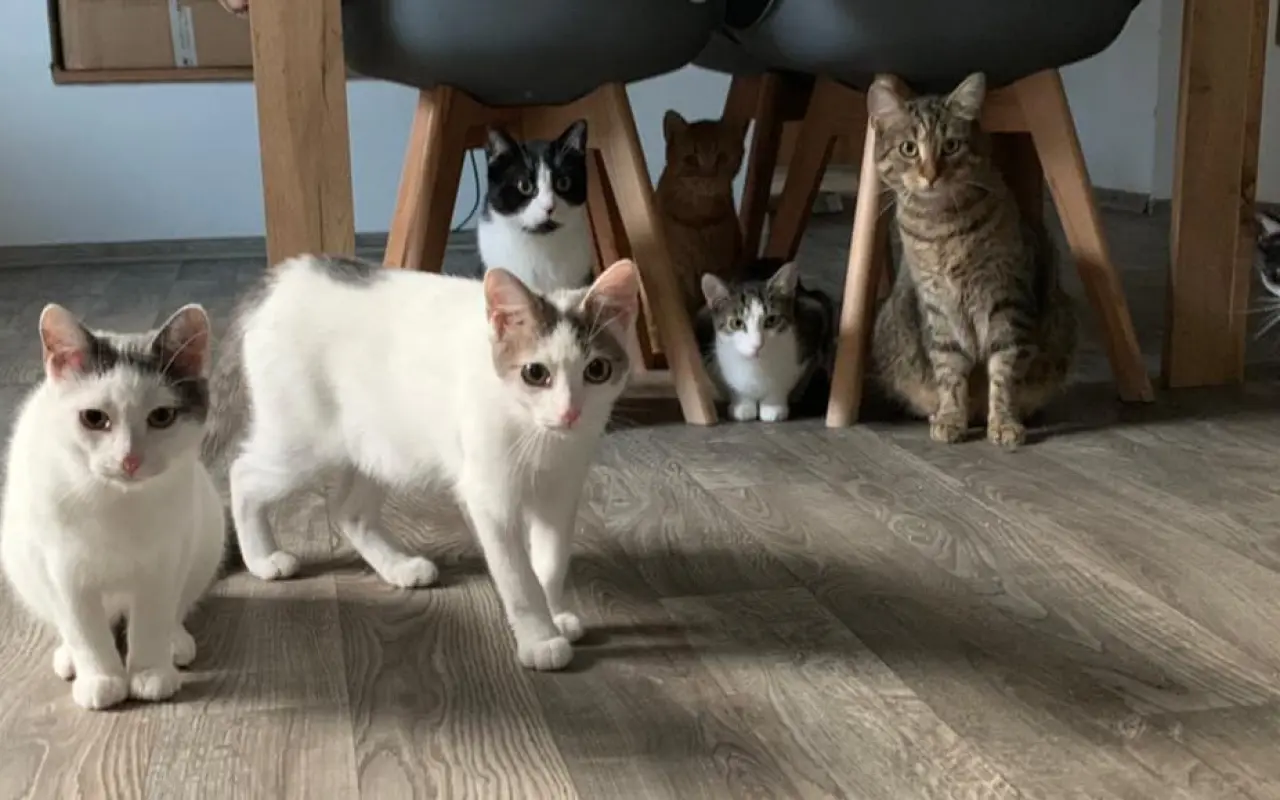 Pomôžte nám postaviť bezpečnú voliéru pre mačky bez domova