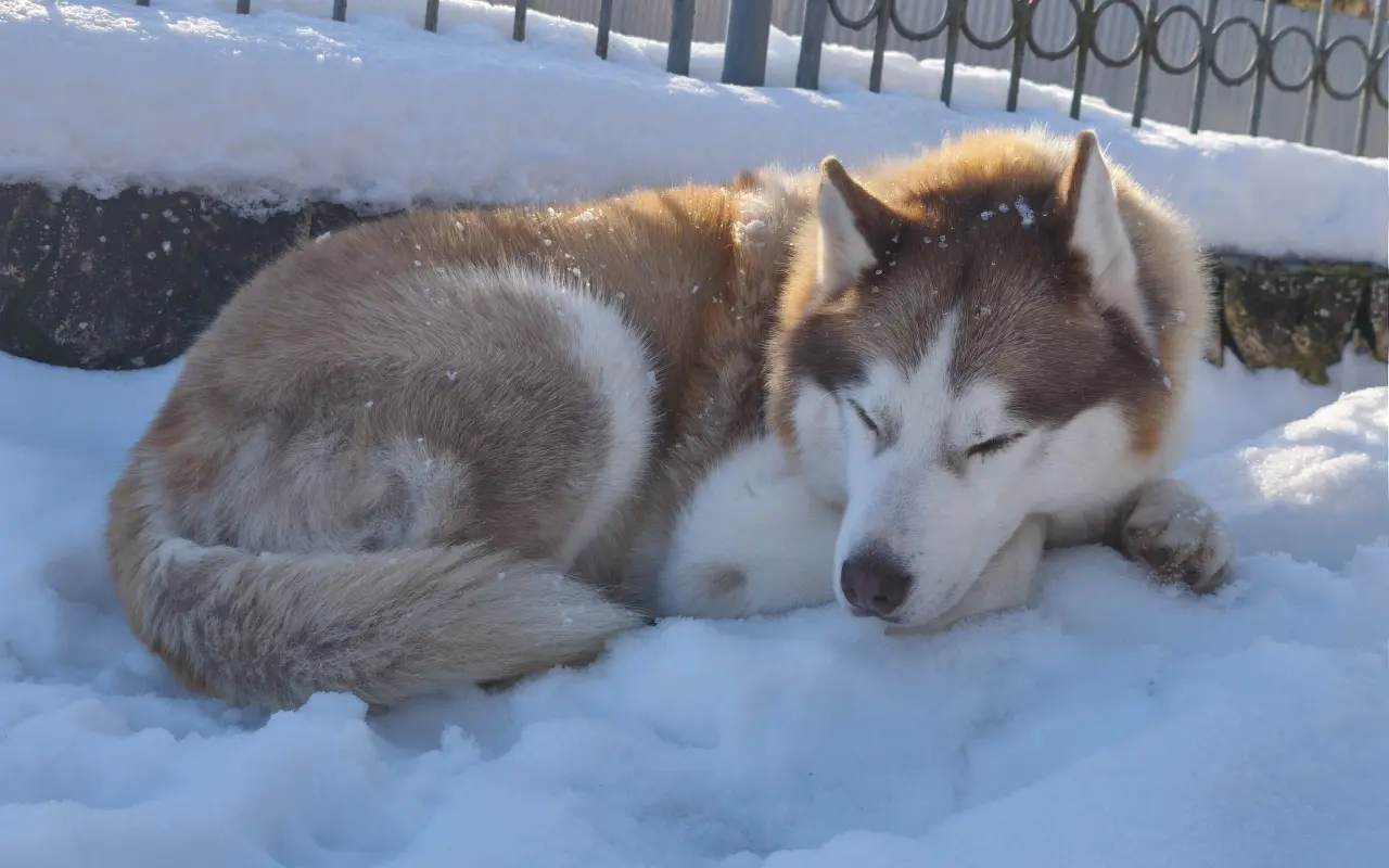 Keď labky slabnú, láska stále beží ďalej - pomôžme huskymu Hachiko