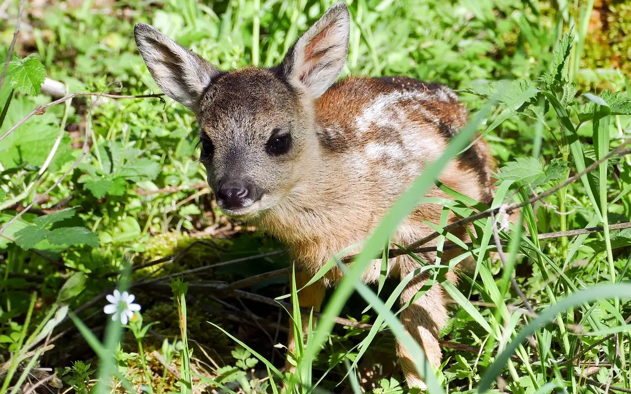 Každé ráno rozhoduje o živote srnčiat - pomôžte nám ich nájsť včas
