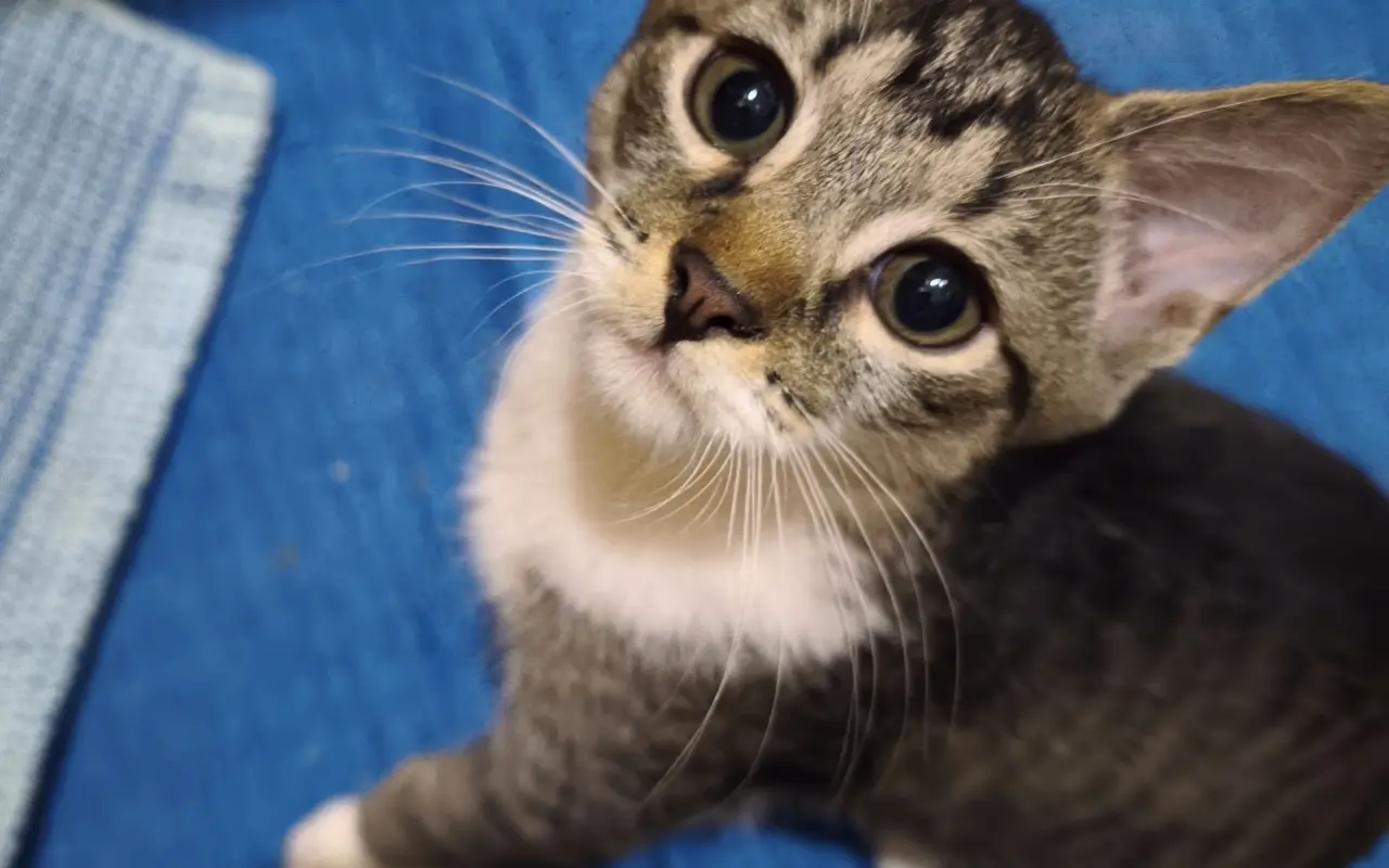 Maxík potrebuje vyšetrenia v Neurovet Trenčín. Pomôžme mu ich zabezpečiť.