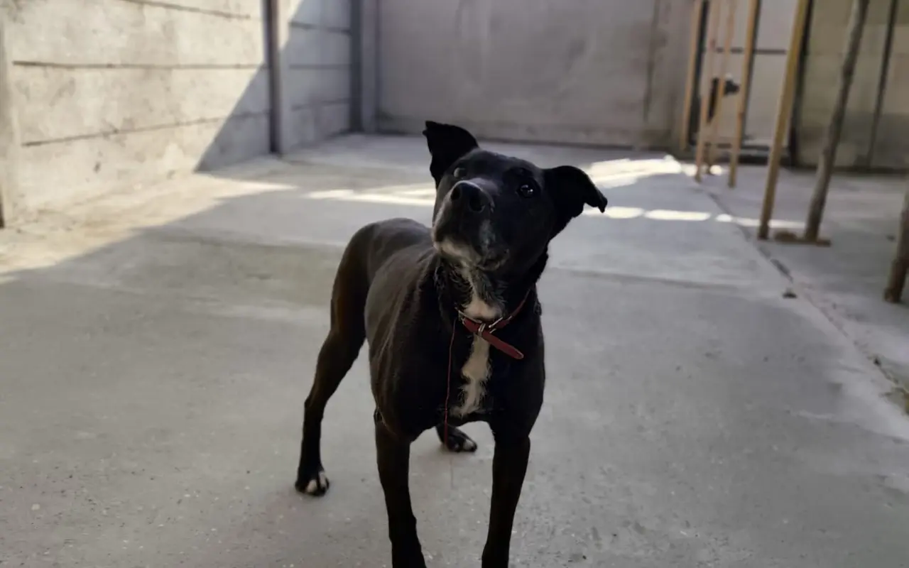 Psíkovia z Útulku Piešťany potrebujú nové koterce - pomôžme im ich zabezpečiť