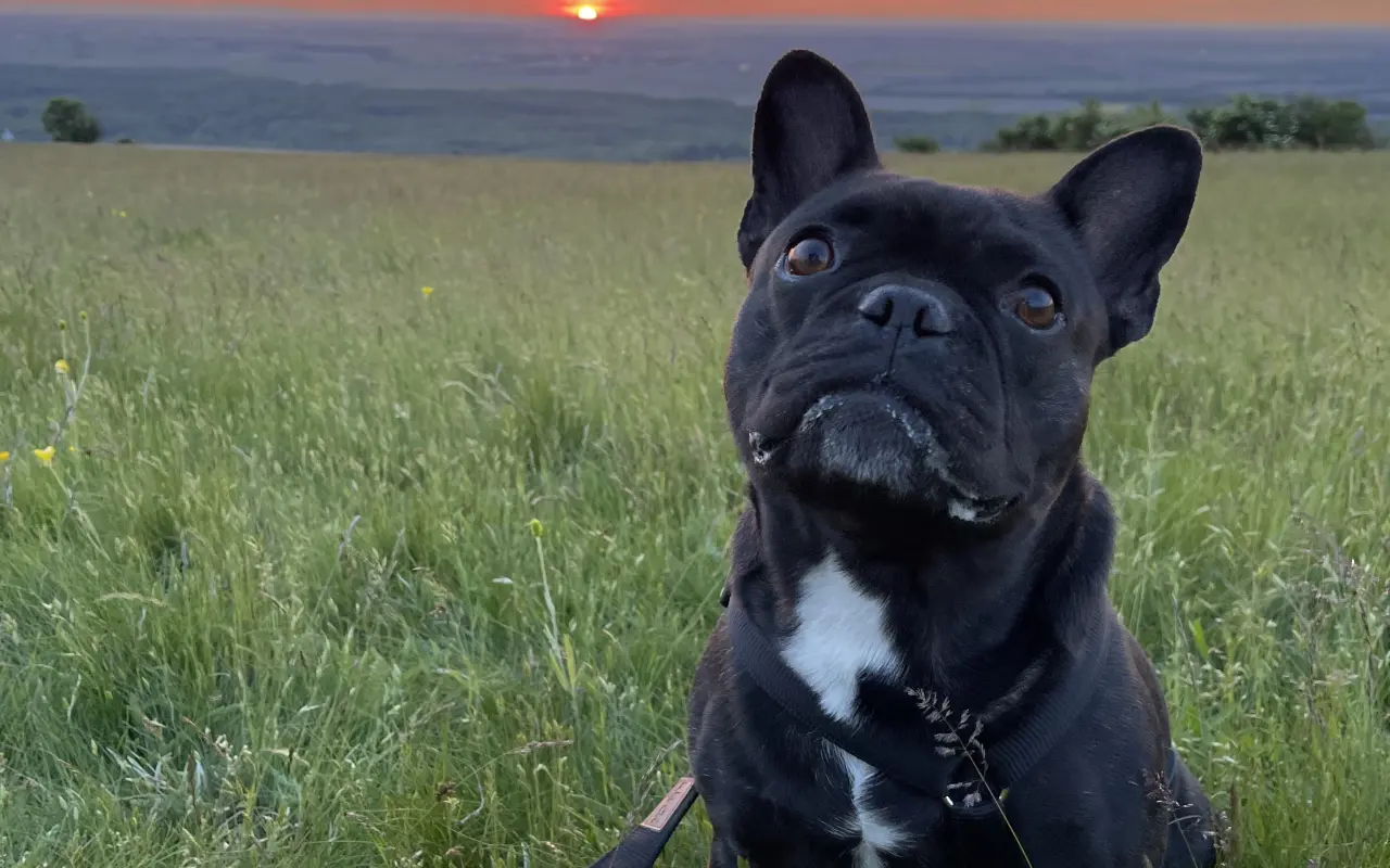 Zachráňme Artymu úsmev a život