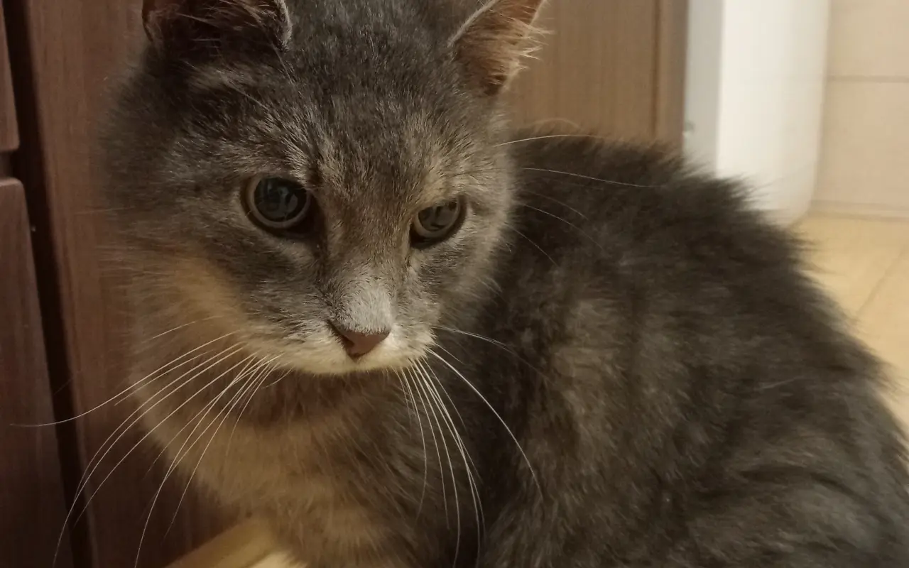 Pomôžme kocúrikovi Murovi (Tučkovi) poraziť FIP