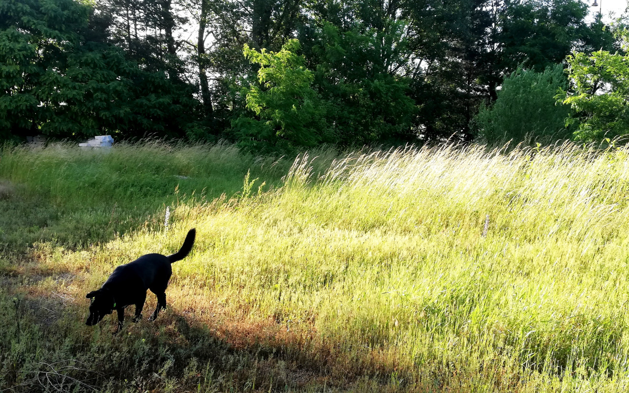 Podporte výstavbu unikátneho hotela pre psov