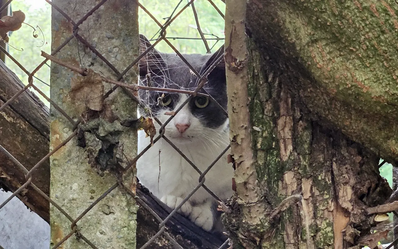 Pomôžme Gabriele nakŕmiť a vykastrovať mačacích kamarátov