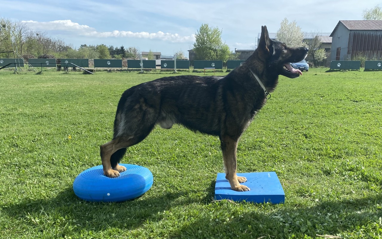 "Maxova cesta k pohybu" - Pomôžme Maxovi s veterinárnymi nákladmi