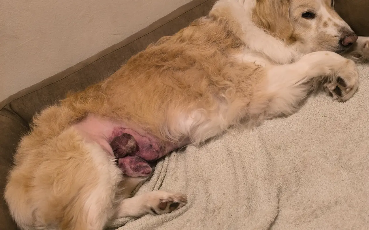 Pomôžte nám dať Dukovi šancu na ďalšie spoločné dni