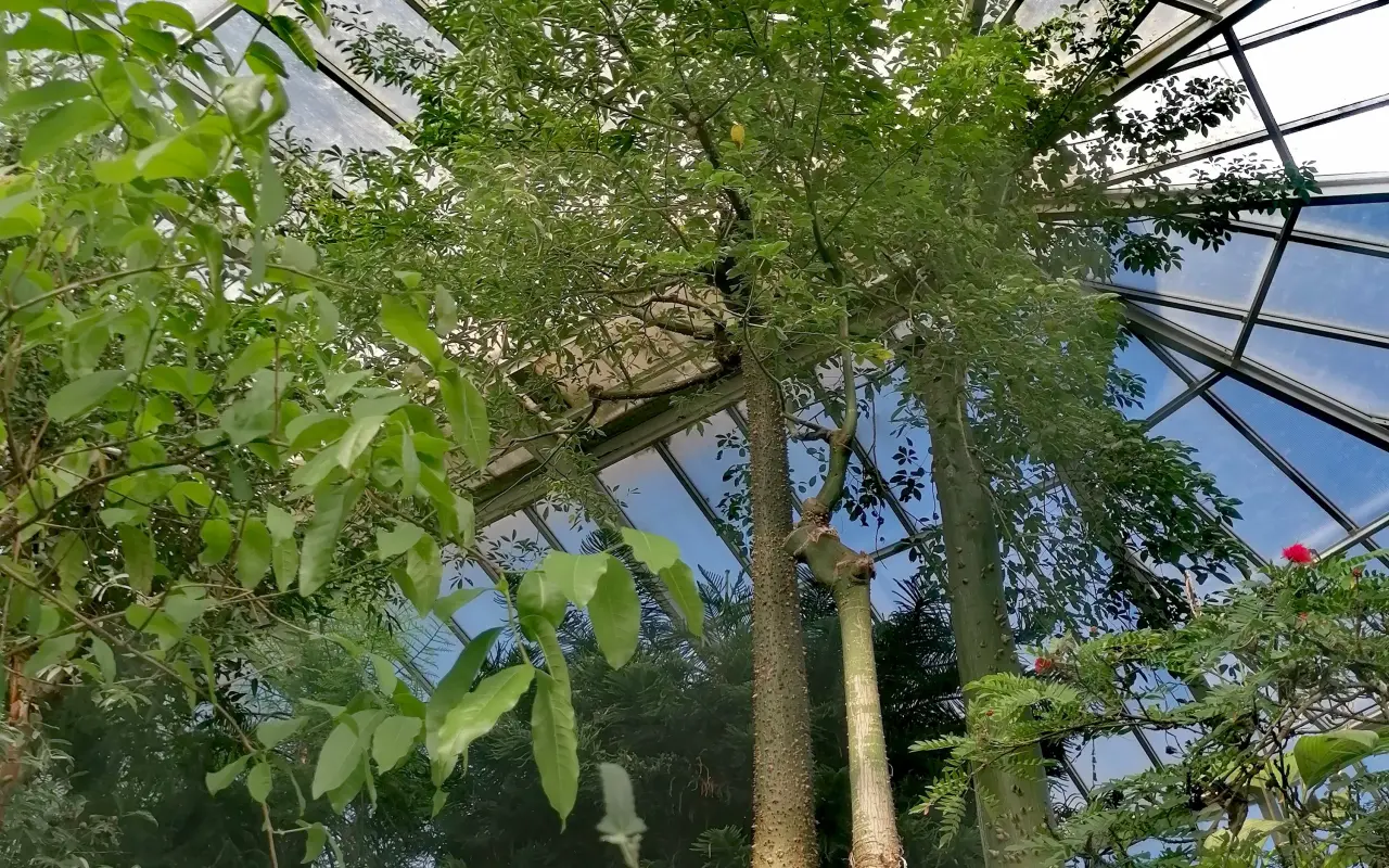 Znížme uhlíkovú stopu v Botanickej záhrade UPJŠ