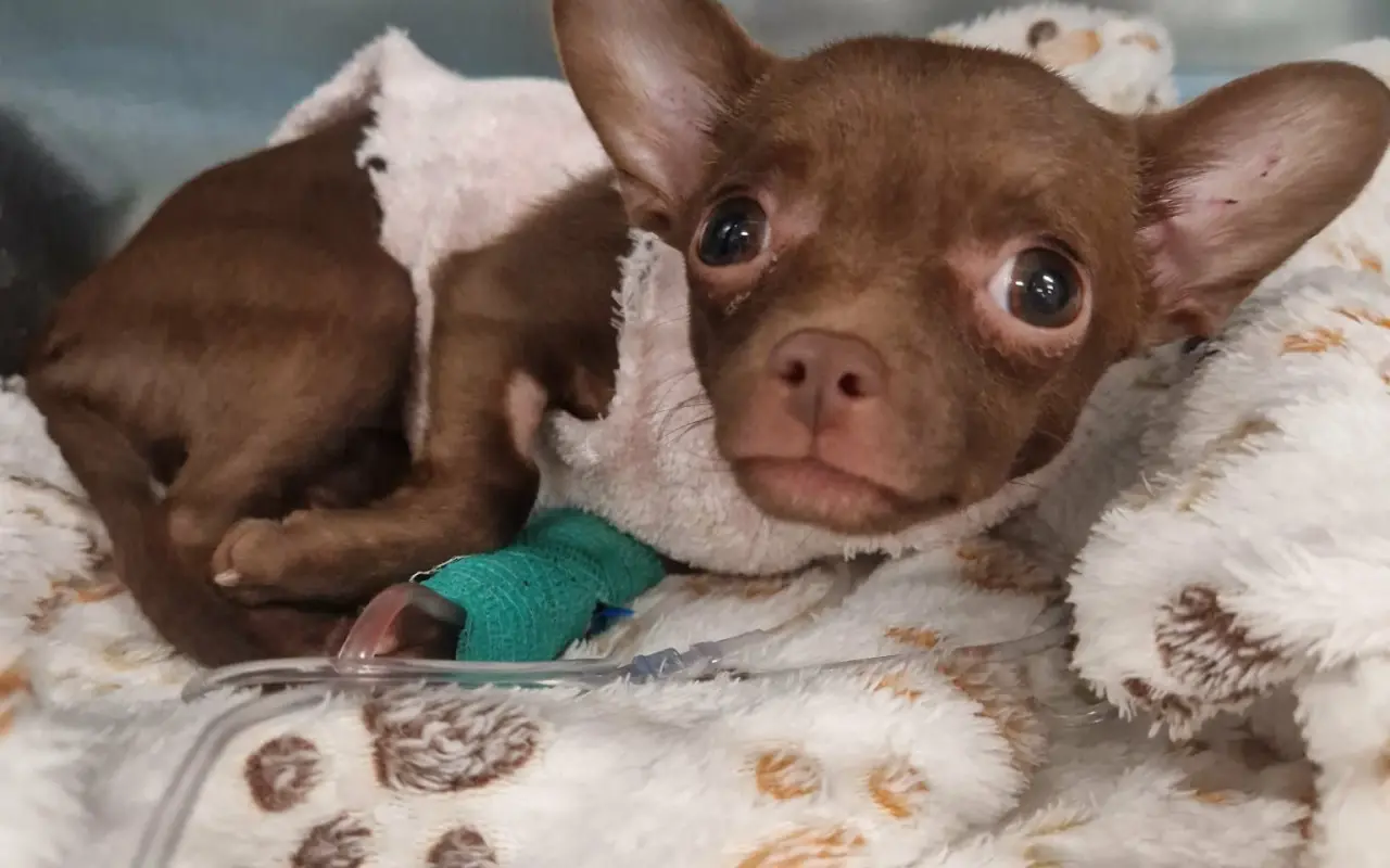 Darujme Lujze plnohodnotný život