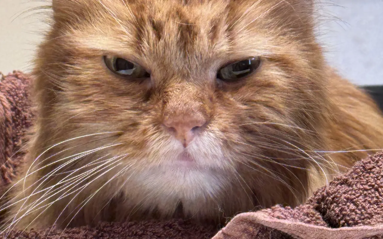 Pomôžme uhradiť náklady na dôstojnú rozlúčku s kocúrikom