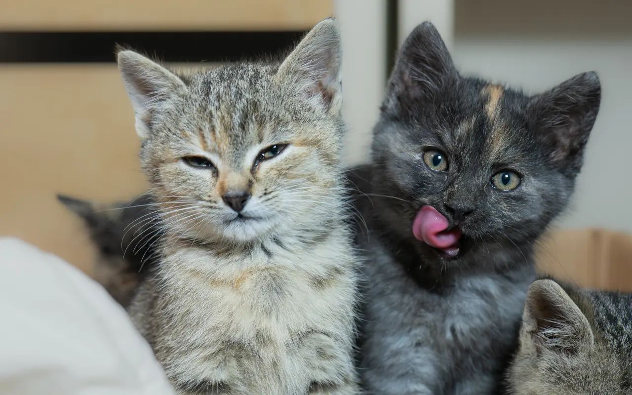 Zmeňme život mačkám na východnom Slovensku