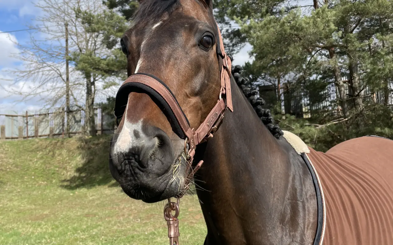 Pomôžte nášmu koníkovi Armanimu postaviť sa späť na nohy