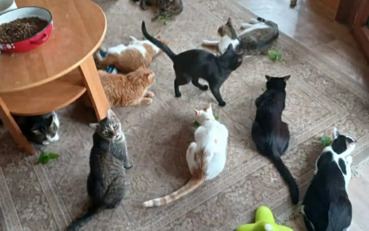 🐾 Pomôžte nám prinavrátiť vodu do domova našich mačiek