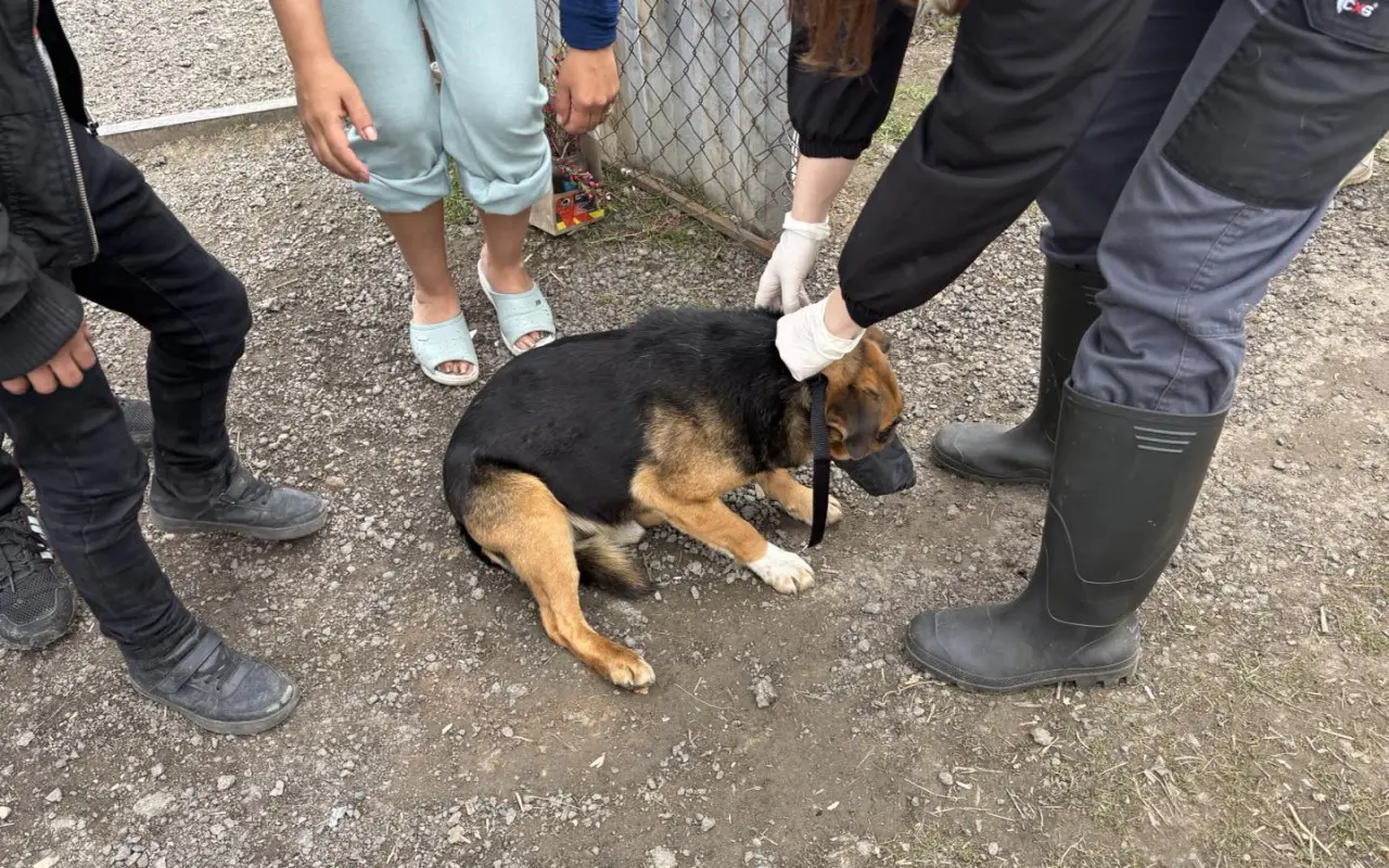Podporili ste veterinárnu starostlivosť pre psy v osadách