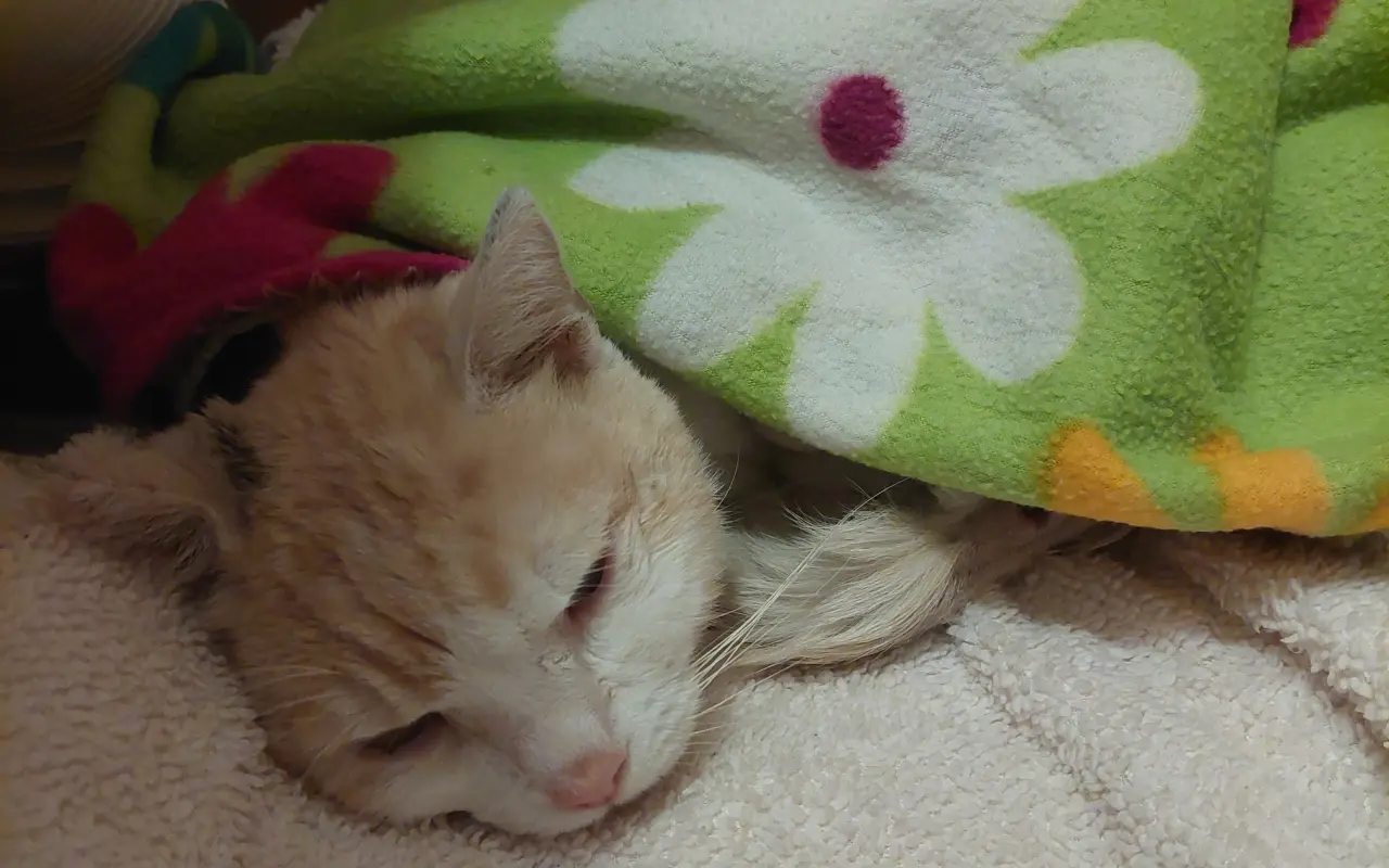 Z ulice do náručia | Pomôžte nám aj nadalej meniť osudy mačiek