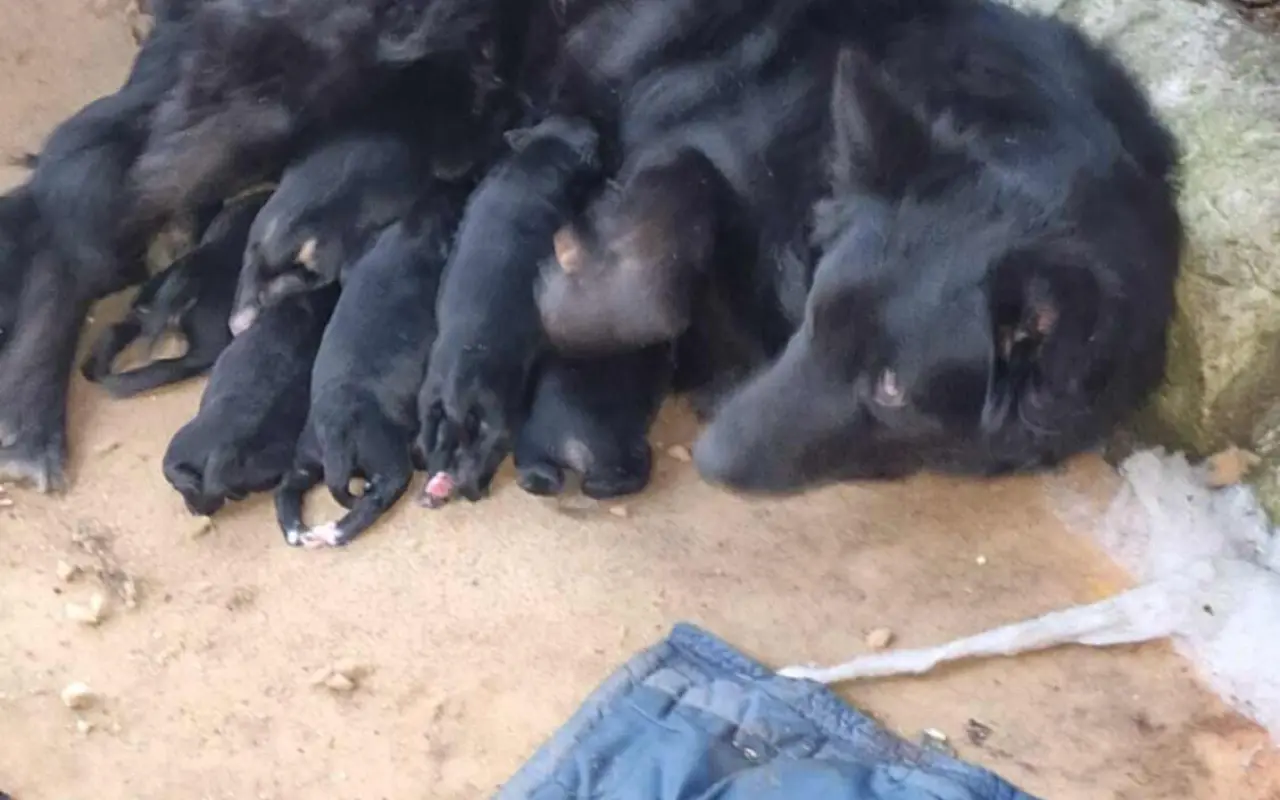 Pomôžte zastaviť utrpenie zvierat – kastrácie a veterinárna pomoc