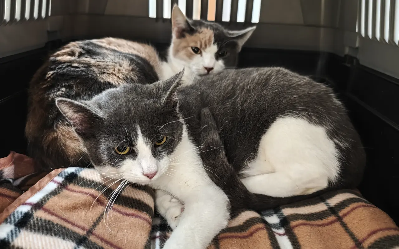 Pomôžme tam, kde by mačičky bez nás neprežili