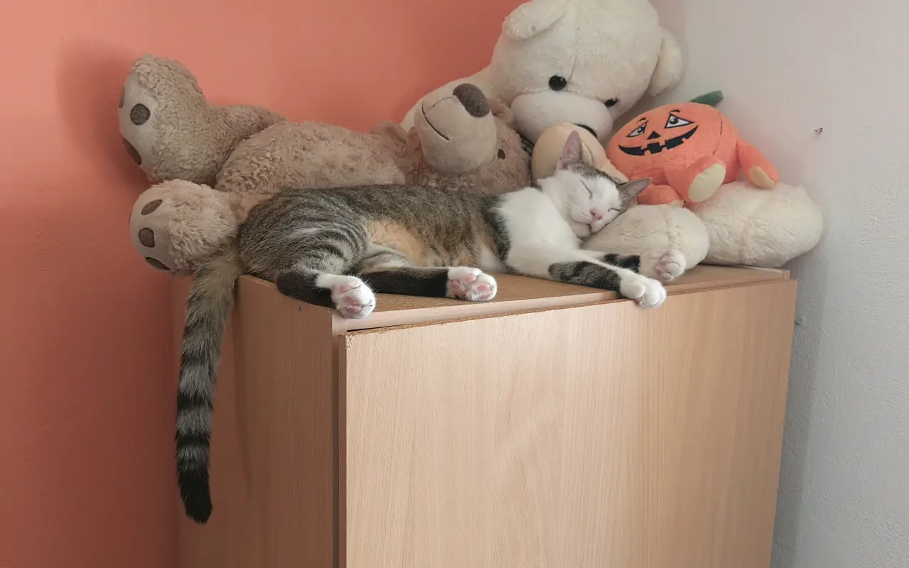 Salty bojuje o svoj tretí život – pomôžme mu vyhrať boj s FIP