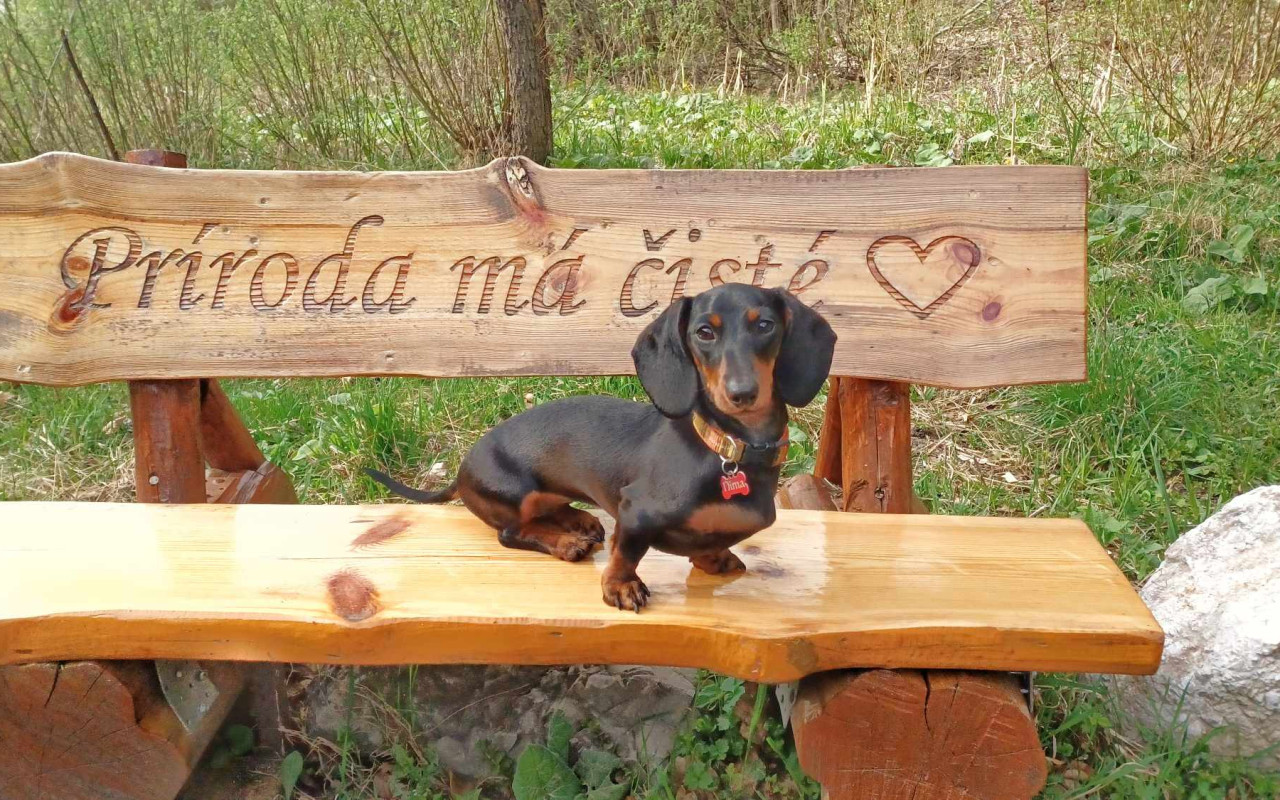 Pomôžme Nime, šteniatku jazvečíka