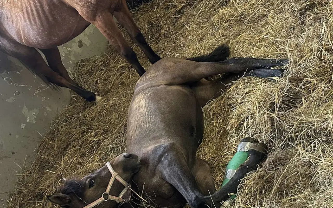 Pomôžte zaplatiť účet na veterine 🐴