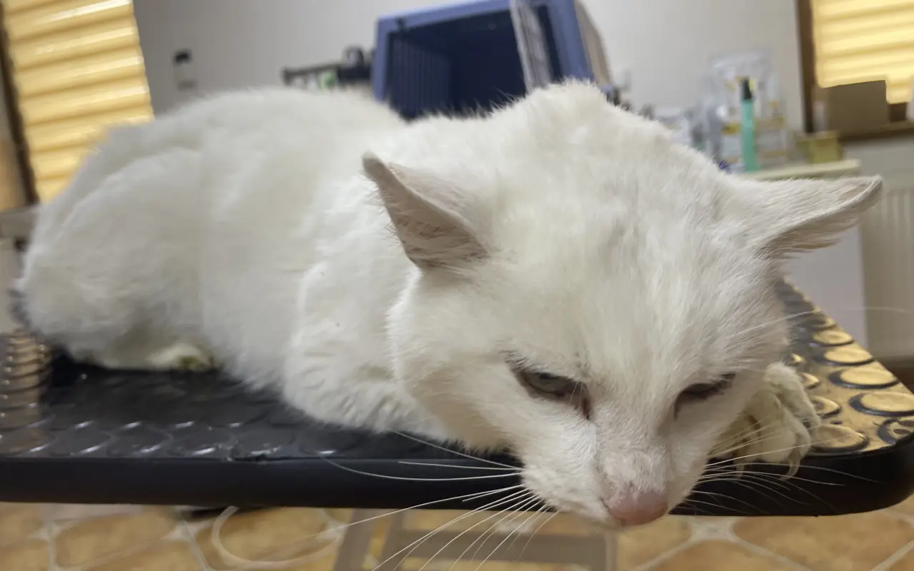 Sniežik bojuje s FIP – pomôžme mu dotiahnuť liečbu do konca