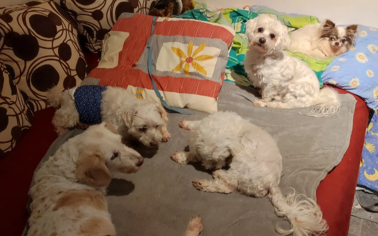 Pomôžme psím seniorom u Ivetky