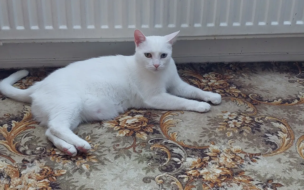 Pomôžme kocúrikovi s dýchacími ťažkosťami