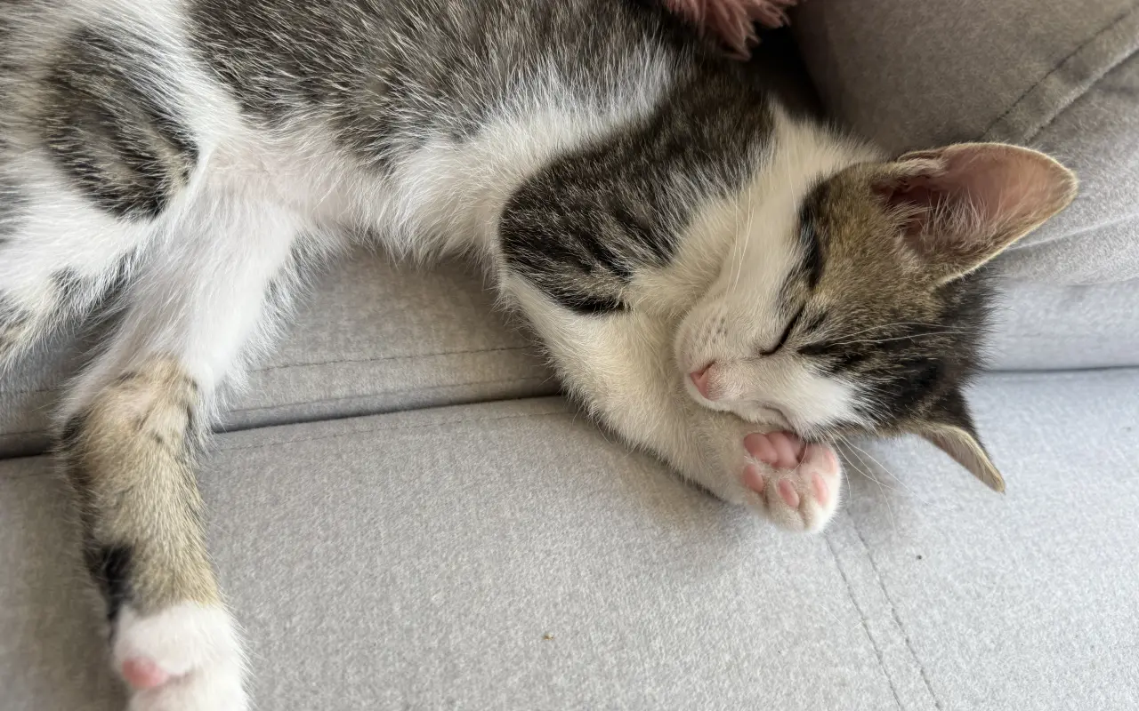 Pomôžme Tommymu so zlomenou labkou