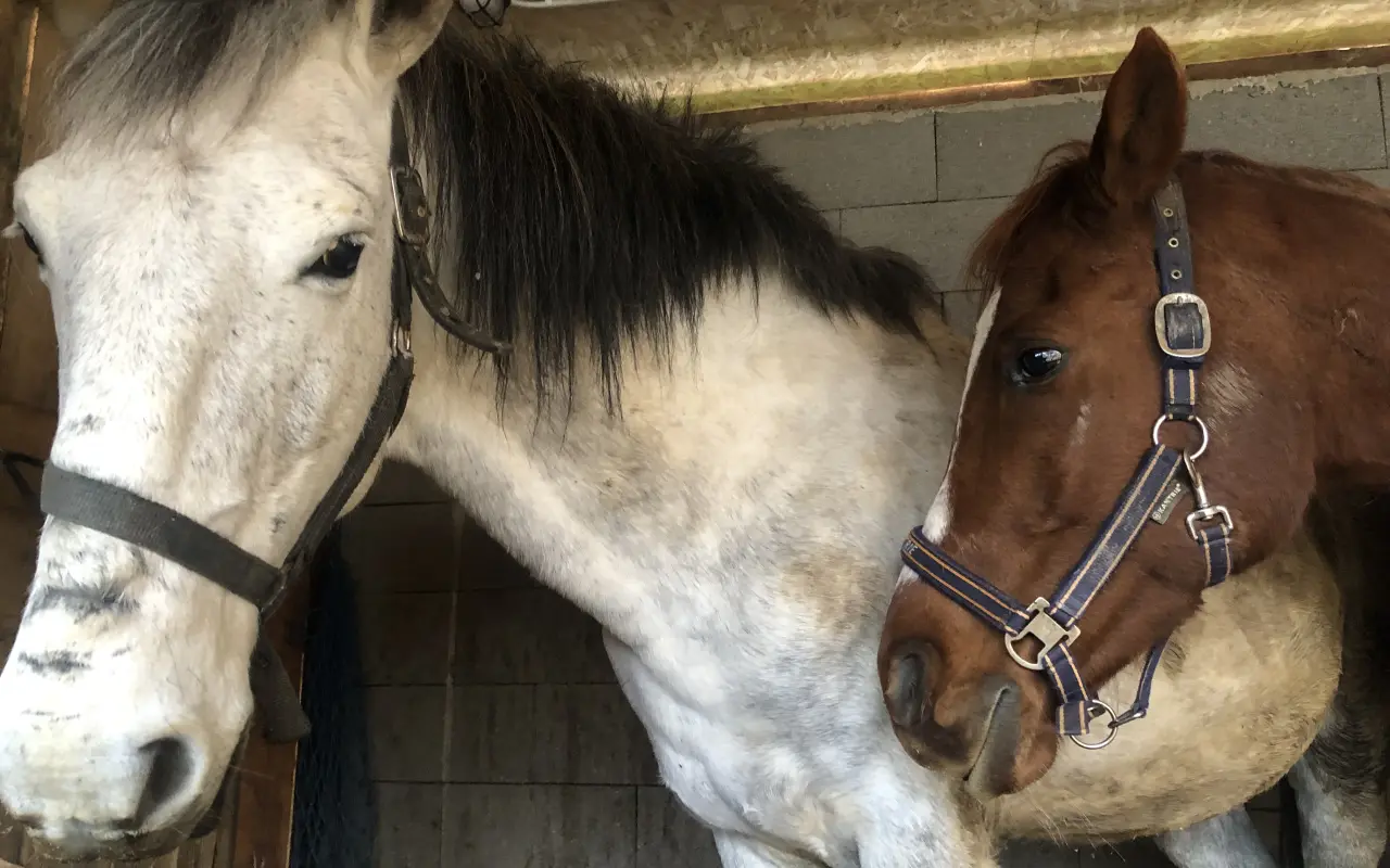 Pomôžte somárikovi Aladárovi získať štiepkovač pre náš Vidiecky sen