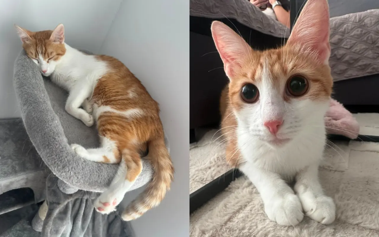 Pomôžme kocúrikovi Timovi v boji s chorobou FIP a Felv+