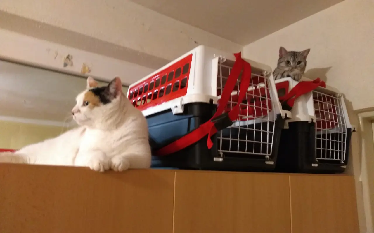 Pomôžme 11 zachráneným mačičkám zostať v bezpečí a láske