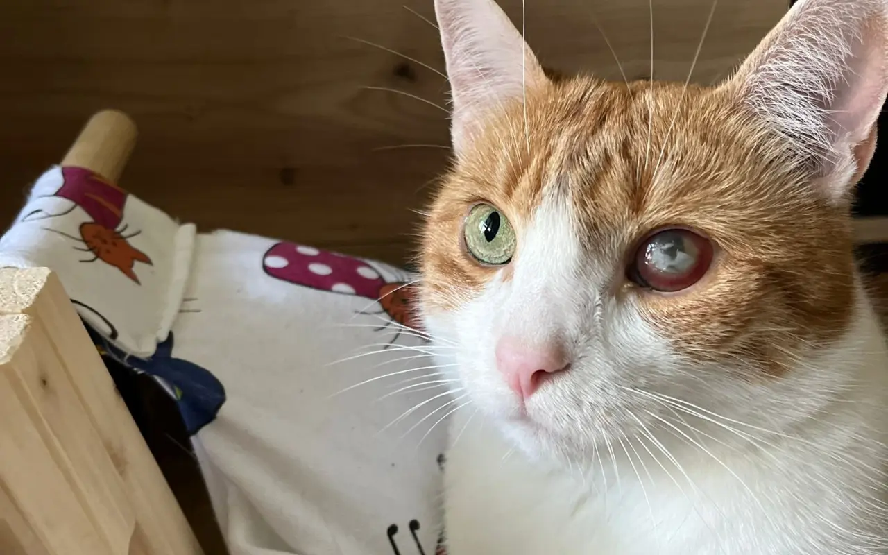 Trojnohá Buchta si zaslúži pozerať na svet dvomi očami 🐱👁️🏴☠️