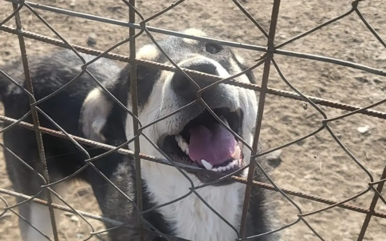 Darujme psíkom v útulku čistú vodu