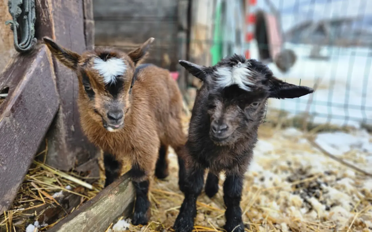 🐾 Pomôžme pokryť náklady na prevádzku Sokoliarne a Minizoo Devín