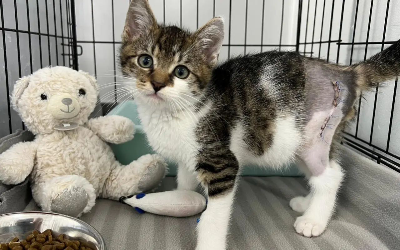 Pomôžte nám pomáhať mačičkám. S Vami dokážeme viac.